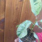 Fikus kaučukový (Ficus elastica) ´SHIVEREANA´ - výška 15-25 cm, kont. P9